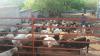 foto de Rancho Los Flores btalvarezaolcom